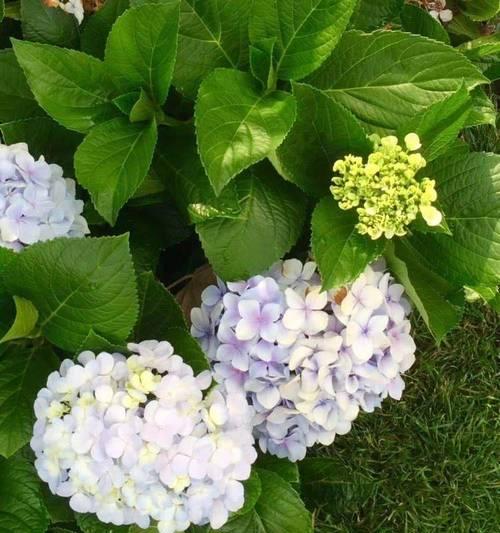 哪些花卉耐寒耐热且不喜光？