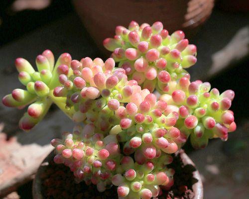 多肉植物首选哪些花卉品种？如何挑选适合初学者的多肉植物？