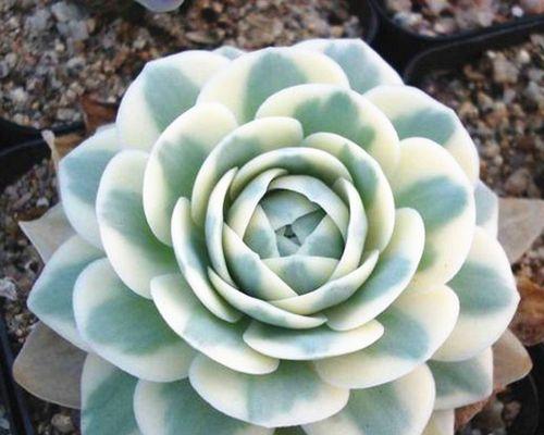 多肉植物首选哪些花卉品种？如何挑选适合初学者的多肉植物？