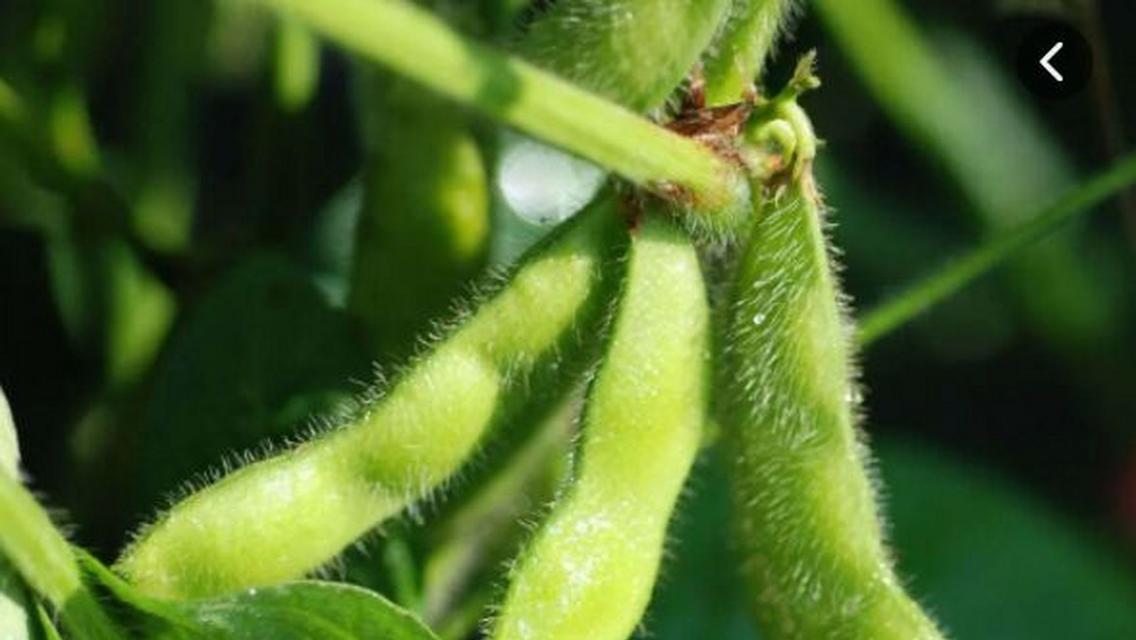 黄豆肥料对哪些植物的生长效果最佳？