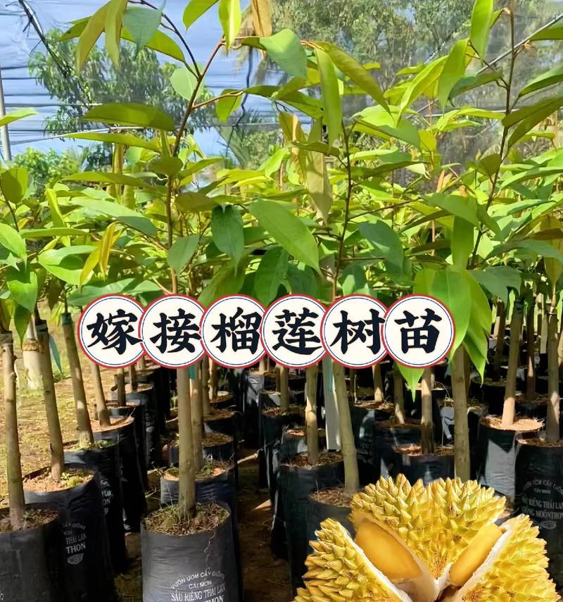 什么植物可以嫁接？嫁接植物有哪些好处？