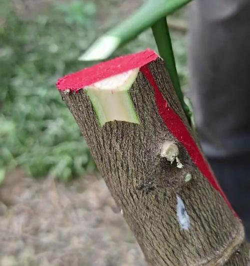 什么植物可以嫁接？嫁接植物有哪些好处？