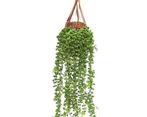 佛珠植物的养护方法是什么？