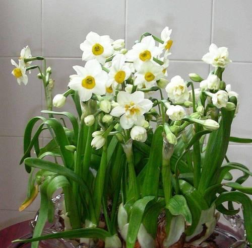 哪种水仙型花卉更容易养活？水仙型花卉的养护技巧是什么？