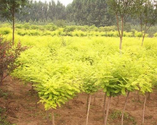 金枝小苗植物的特性是什么？