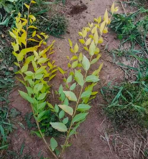金枝小苗植物的特性是什么？