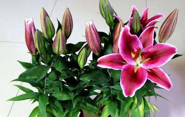 百合种植技术播种时间是多少？如何提高百合种子的发芽率？