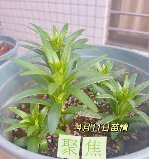 百合种植技术播种时间是多少？如何提高百合种子的发芽率？