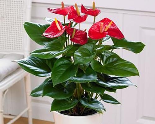 室内适合大水养植的植物有哪些？