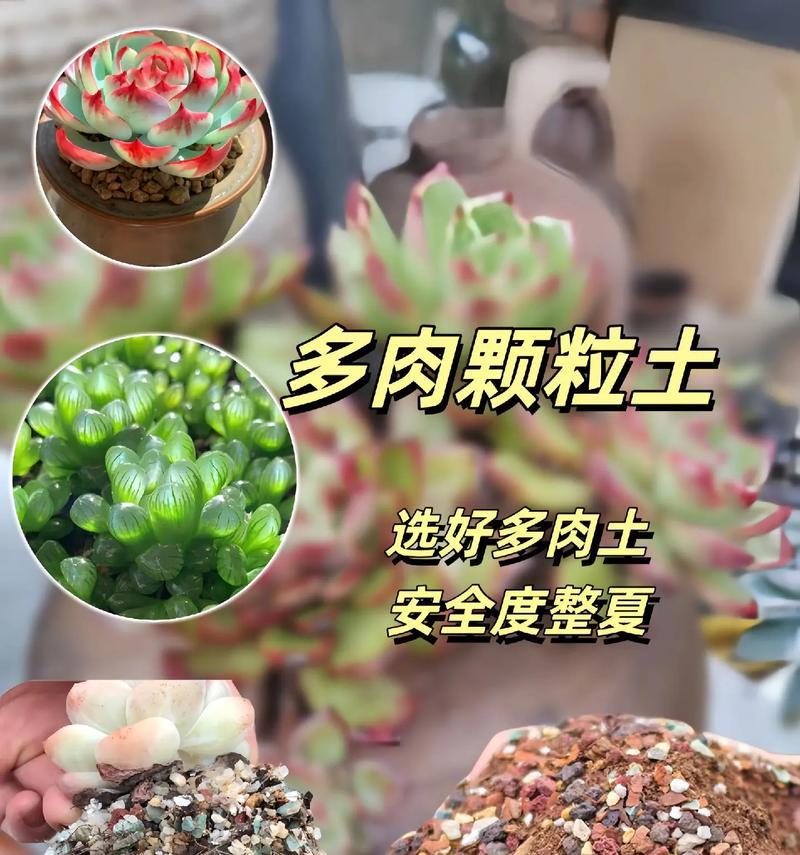 多肉植物生长缓慢怎么办？如何促进多肉植物快速生长？
