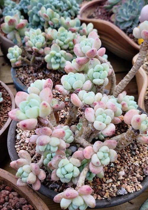 多肉植物生长缓慢怎么办？如何促进多肉植物快速生长？
