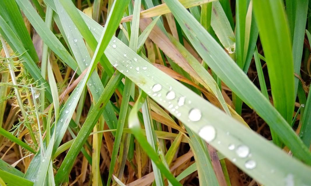 植物恶苗病如何防治？哪些植物激素能有效治疗？