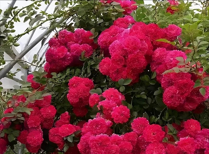 有哪些花卉四季开花且香味浓郁？大红色花卉有哪些？