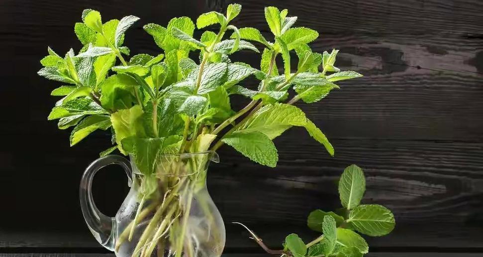 薄荷盆栽如何换水培？换水培的步骤是什么？