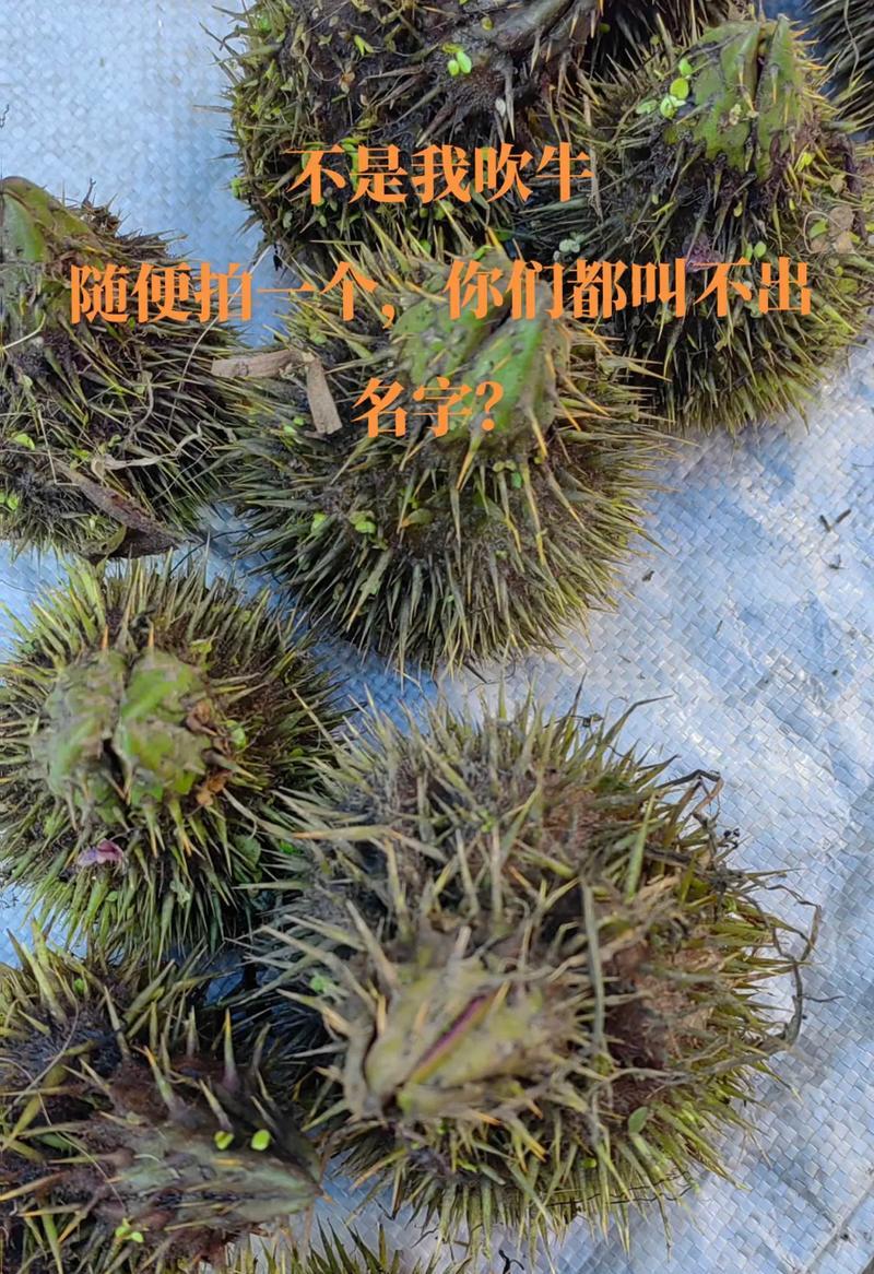 植物的命名规则和常见种类有哪些？