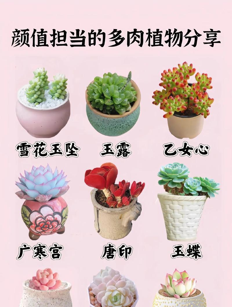 植物的命名规则和常见种类有哪些？
