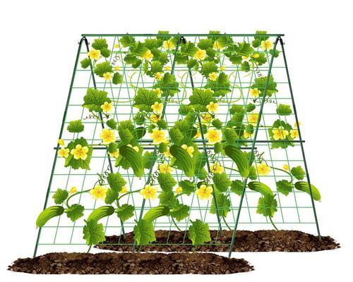 植物围墙适合使用哪种土壤？