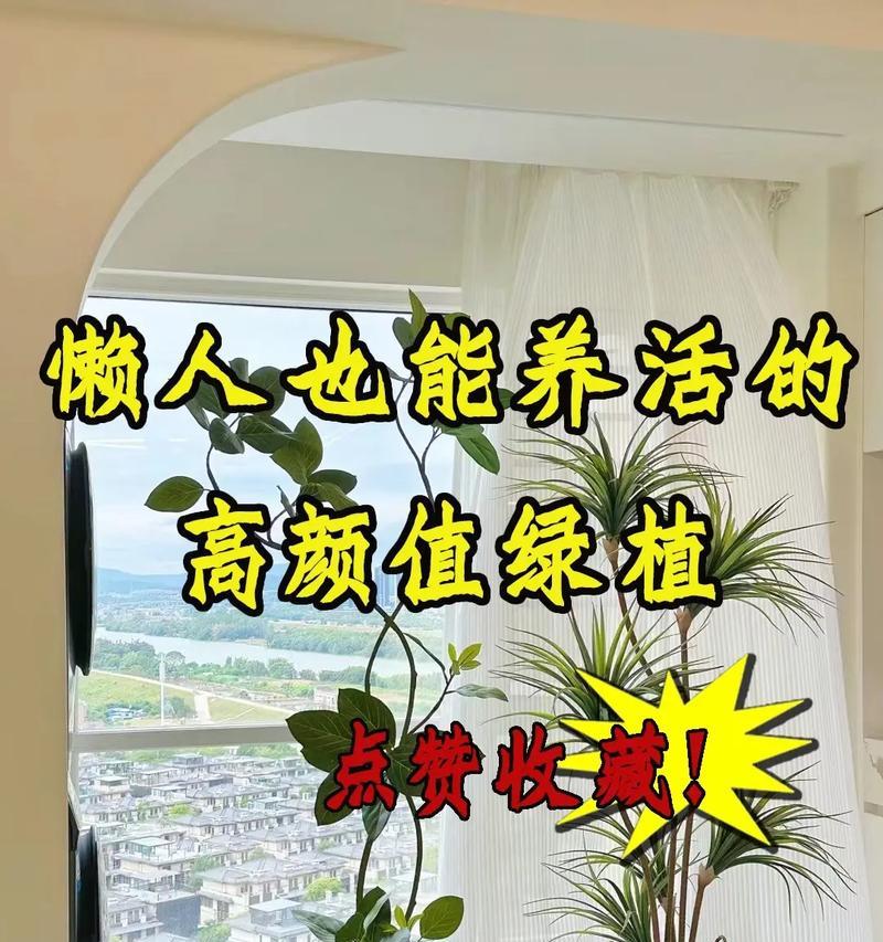 懒人绿叶盆栽应该如何养护？养护这些盆栽有什么诀窍？