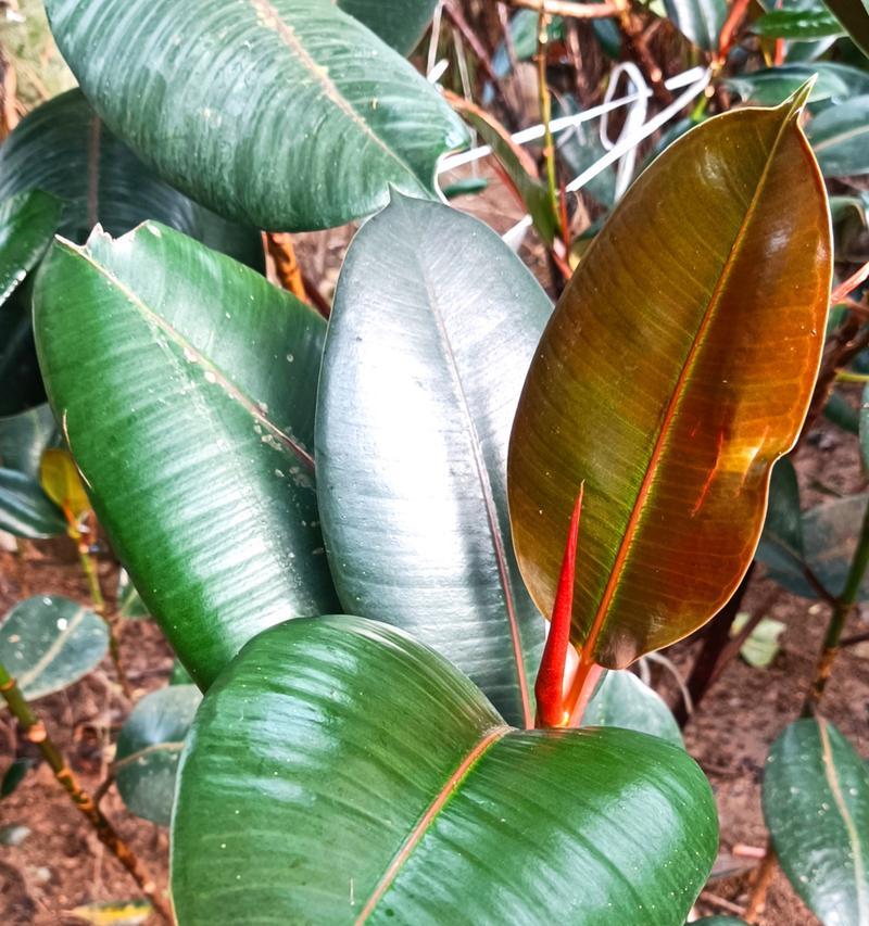 植物有哪些科分类？如何识别不同科的植物？