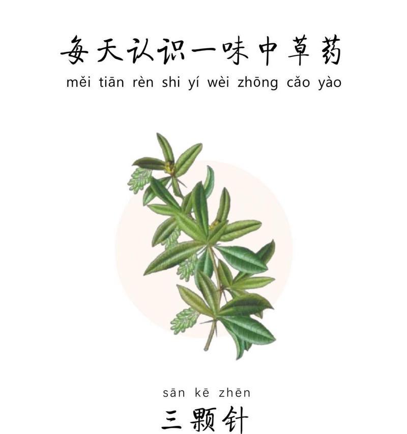 植物有哪些科分类？如何识别不同科的植物？