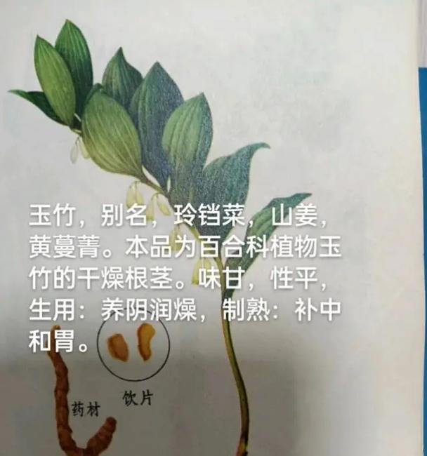植物有哪些科分类？如何识别不同科的植物？