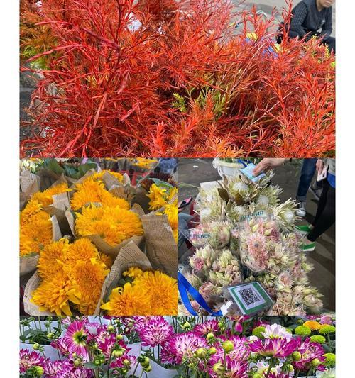 1号线附近有哪些花卉市场？这些市场提供哪些特色服务？