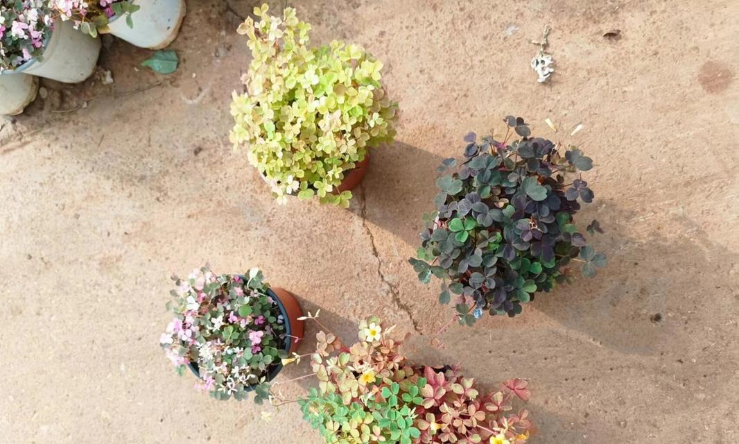 园区常见的花草植物有哪些？它们的养护方法是什么？