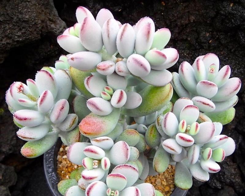 长子县有哪些特色植物？它们的生长环境如何？