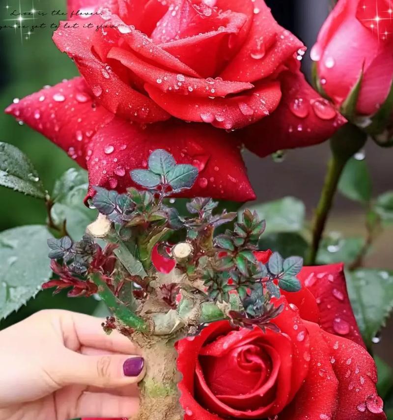 海口阳台种植花卉有哪些推荐？如何在海口阳台种植花卉？