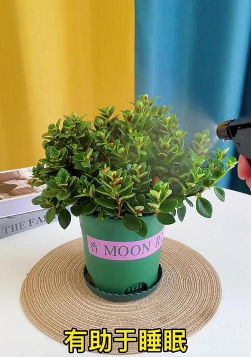 卧室适合养哪些植物？卧室养植物有哪些好处？