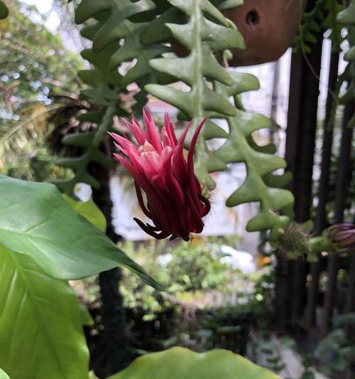 花卉园什么路好玩的啊？园区内的特色景点有哪些？