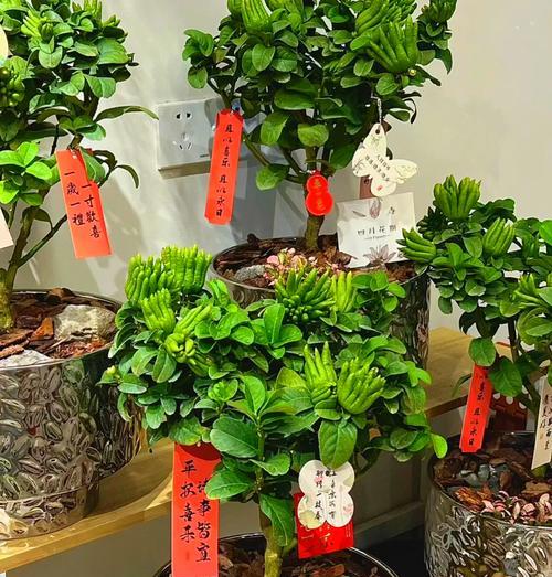 带果佛手盆栽养护需要注意什么？如何保持其健康生长？