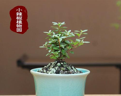 微型盆栽杜鹃怎么养护？日常管理的要点是什么？