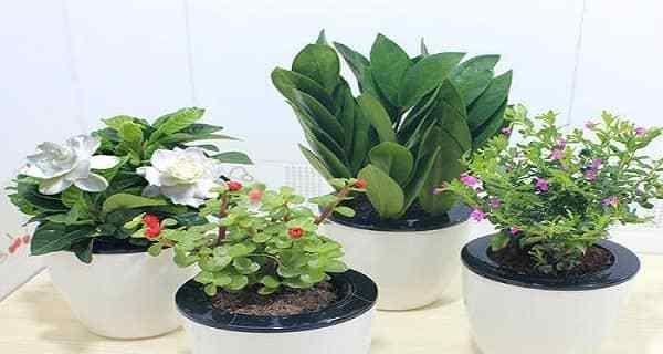 花卉旋转盘有哪些作用？如何正确使用以促进植物生长？