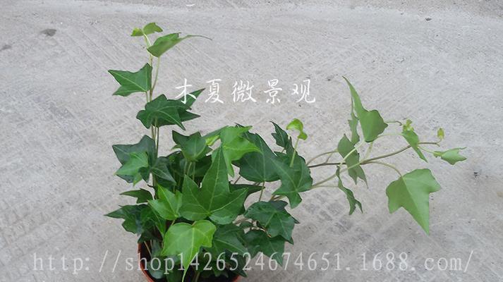 花卉旋转盘有哪些作用？如何正确使用以促进植物生长？