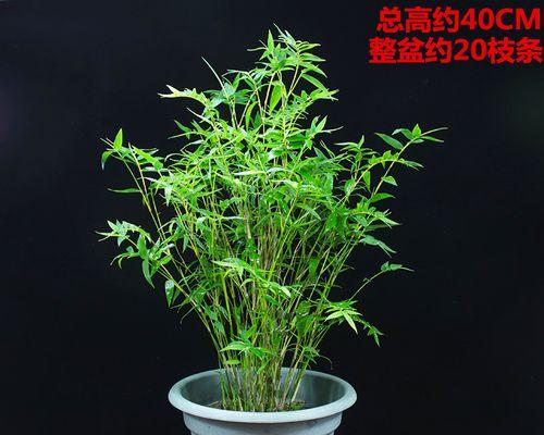 异形盆栽竹子的正确养护方法是什么？