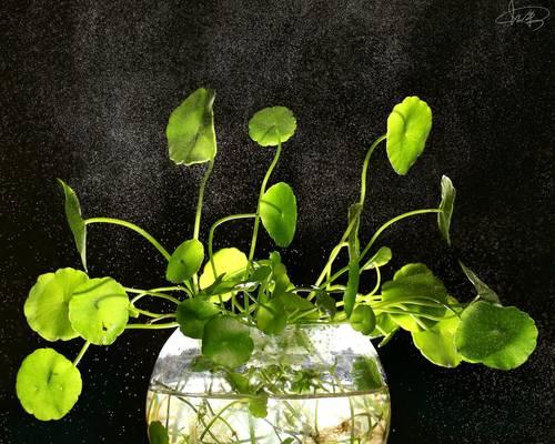 水培植物与花卉有何不同？它们的养护方法有何区别？