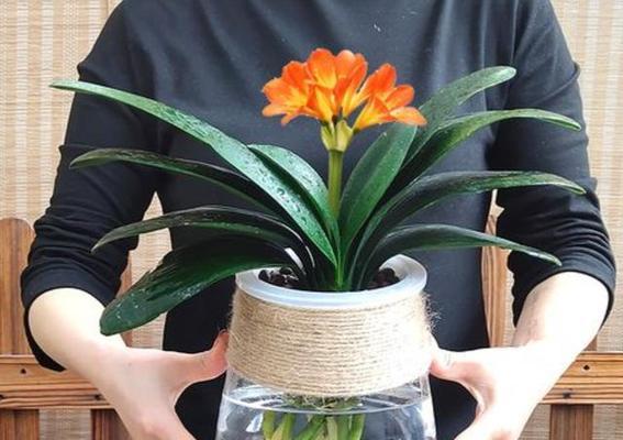 水培植物与花卉有何不同？它们的养护方法有何区别？