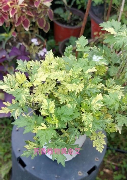 植物花期绝育的常见方法有哪些？如何正确实施？