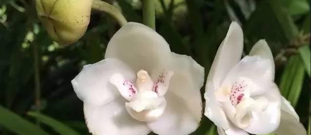 植物花期绝育的常见方法有哪些？如何正确实施？