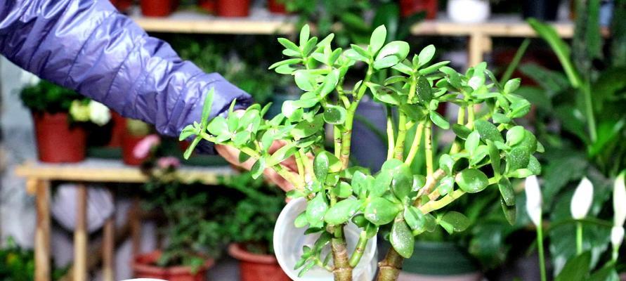 芋叶植物冬天怎么养？冬季养护方法和注意事项是什么？