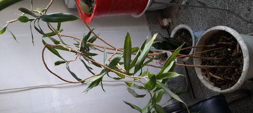 芋叶植物冬天怎么养？冬季养护方法和注意事项是什么？