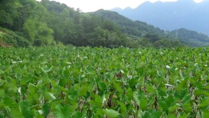芋叶植物冬天怎么养？冬季养护方法和注意事项是什么？