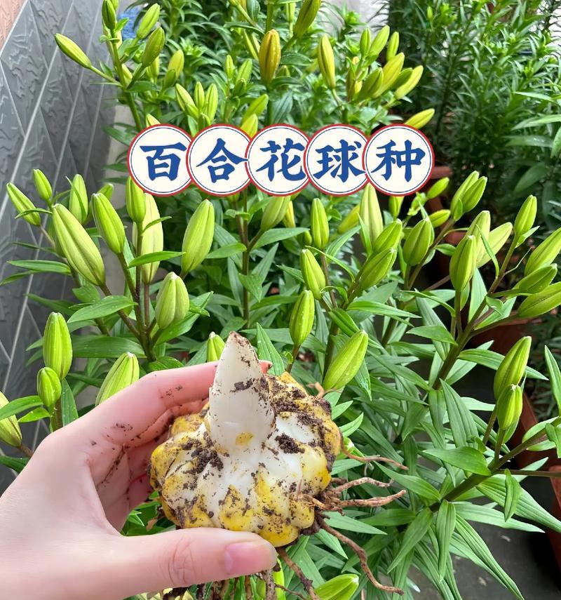 新鲜百合籽的种植方法是什么？