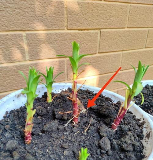 新鲜百合籽的种植方法是什么？