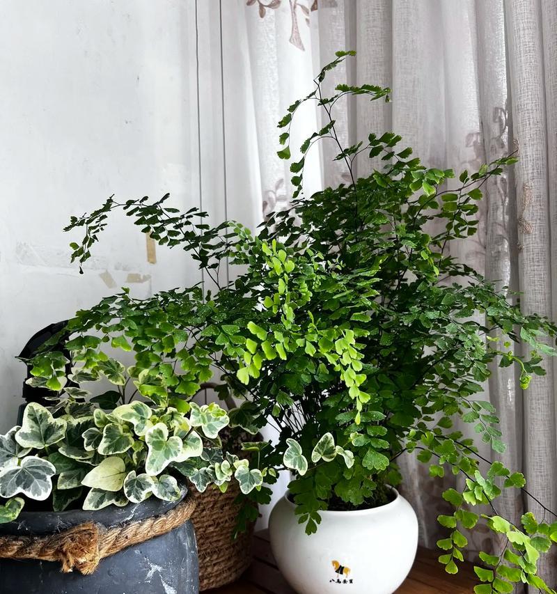 阳台放什么植物？如何选择适合阳台环境的植物？