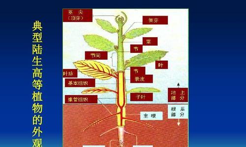 如何区分植物的不同器官？