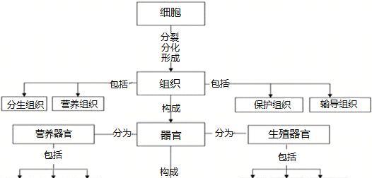如何区分植物的不同器官？