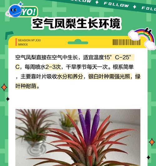 哪些花卉品种不需要空气就能生长？