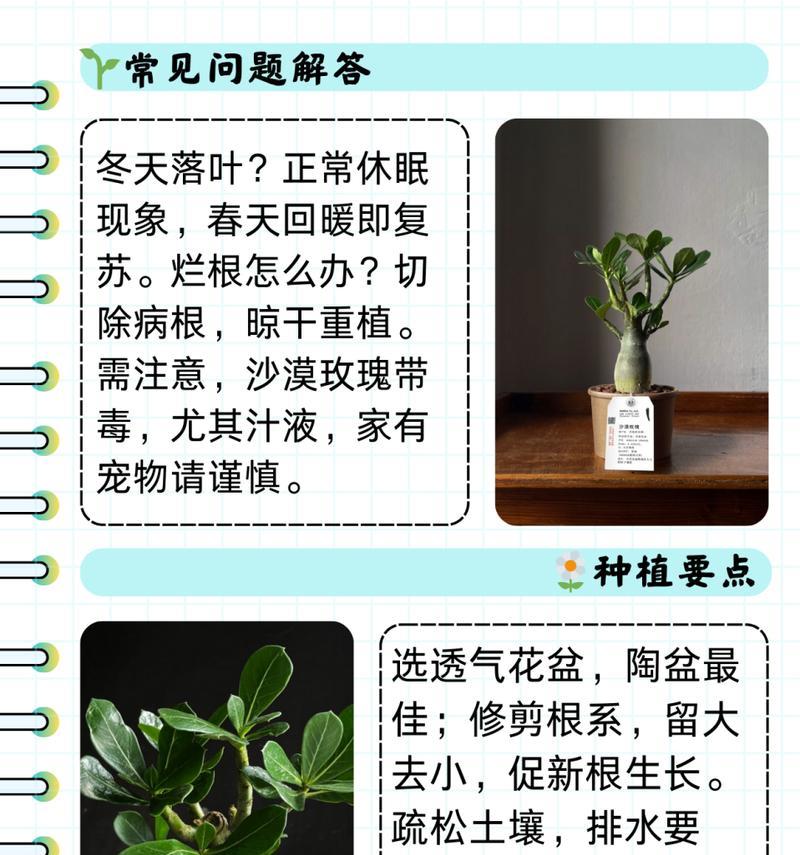 沙漠植物有哪些简称？它们如何适应干旱环境？